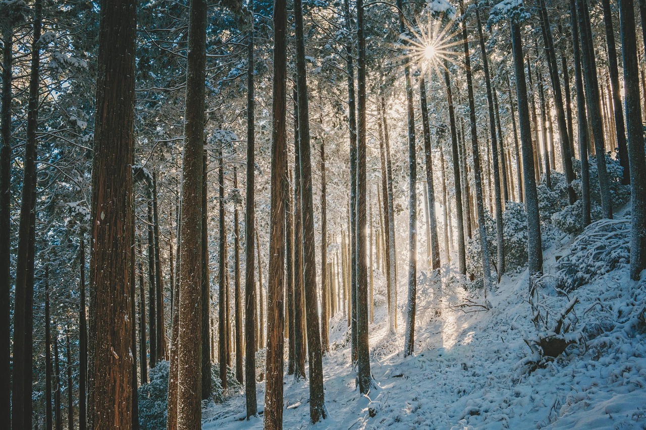 Beyond the Chill: The Professional’s Guide to Navigating Japan’s Winter Reality