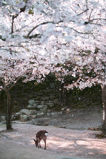 Sakura Trip Report Tohoku & Hokkaido April/May 2026