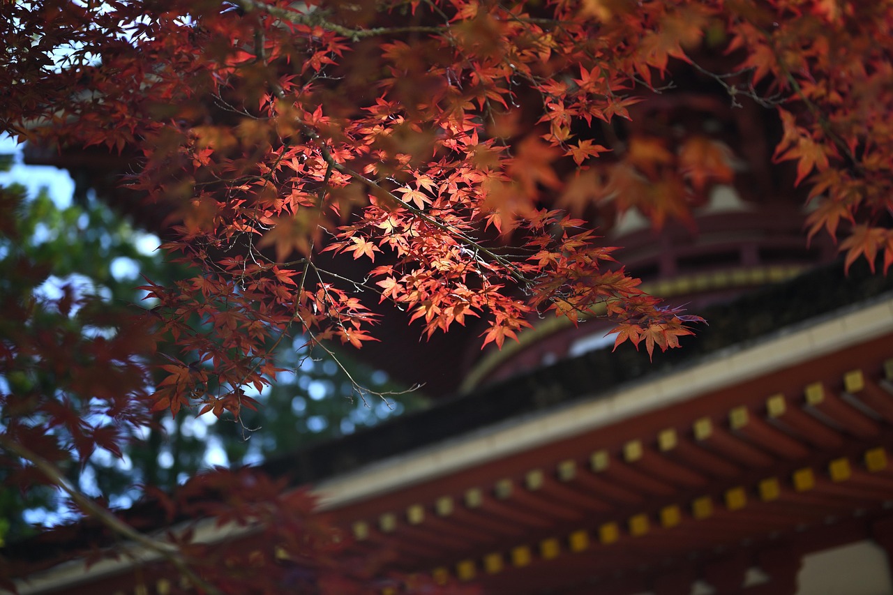 Navigating the Transition: A Professional Guide to Mastering Japan in September and October